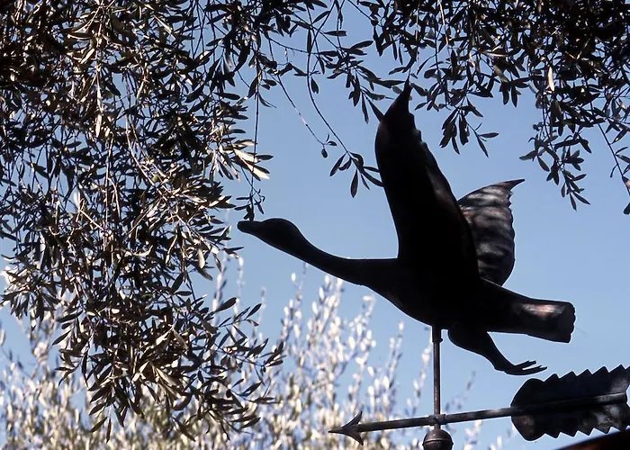 Tenuta Il Risveglio Lantgård Imperia