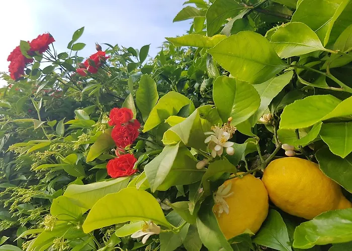 Tenuta Il Risveglio Agroturismo Imperia